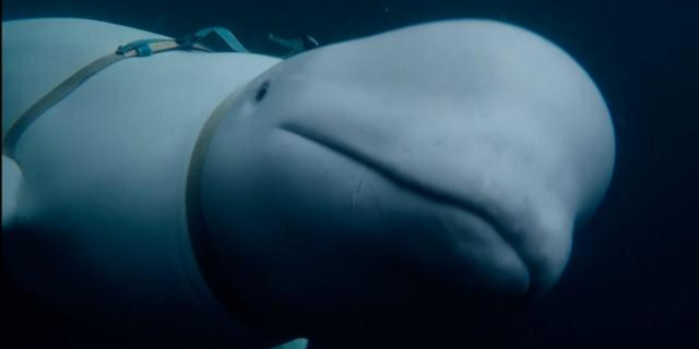 How a Russian Military-Trained Beluga Whale Ended Up in Norway