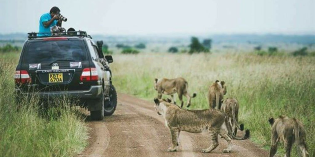 EXPLAINED: Why Lions Ignore Tourists in Safari Vehicles