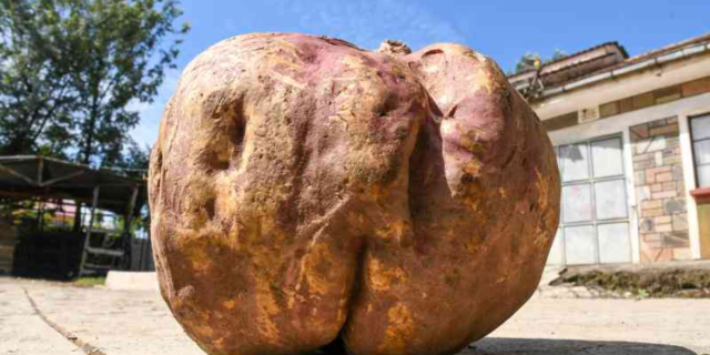 Is This Kenya's Largest Sweet Potato? Nakuru Farmer's Record-Breaking Harvest