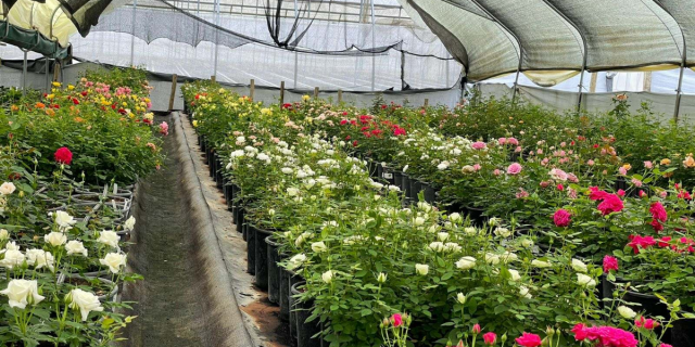 How Cloud Seeding Saves Billions in Naivasha Flower Industry