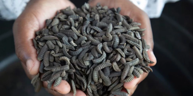 How Zimbabwean Farmers Are Surviving Drought with Maggots